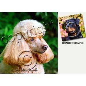  Poodle Dog Drink Coasters   Apricot