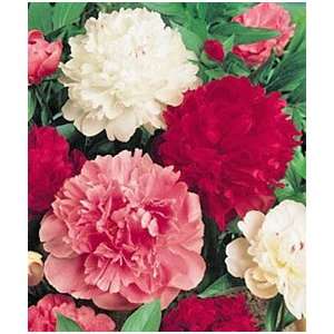  Peony   Mixed Patio, Lawn & Garden