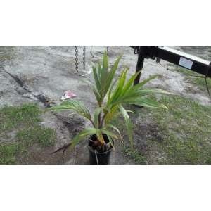   Palm Tree Tropical Live Plant 2 Feet + Tall Patio, Lawn & Garden