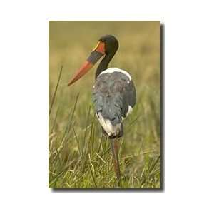 Saddlebilled Stork Giclee Print 