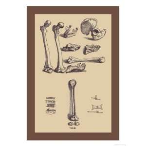   Bones with Tools   Poster by Andreas Vesalius (12x18)