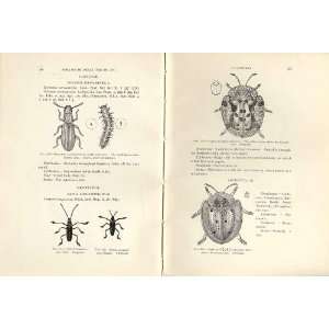  Indian Insects 5 Pages Beetles