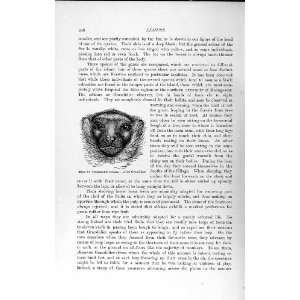    NATURAL HISTORY 1893 94 HEAD VERREAUX SIFAKA LEMUR