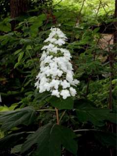 Oakleaf Hydrangea Snow Queen (H. quercifolia)  