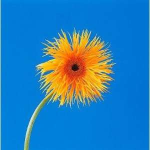  Spider Gerbera Daisy   Peel and Stick Wall Decal by 
