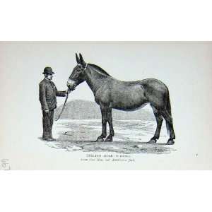   Portrait 1895 English Mule Cart Mare Andalusian