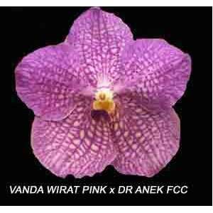 Vanda (Wirat Pink X Dr. Anek FCC) 1612H Grocery & Gourmet Food