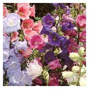   Canterbury Bells) Campanula Medium Flower Seeds Patio, Lawn & Garden