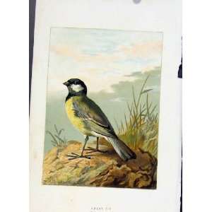  Common Gull Thorburn C1883 Old Print Antique Fine Art 