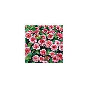  Zinnia Swizzle Cherry and Ivory