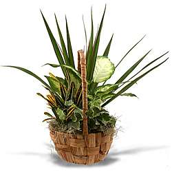 Seagrass Round Plant Gift Basket  