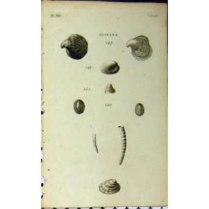  Patella Shells C1810 Sea Life Natural History Engraving 