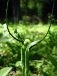 Green Dragon 4 Plants   Arisaema dracontium  Wildflower  