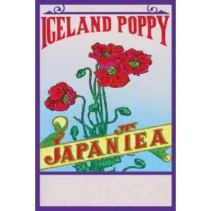 Iceland Poppy Tea by Unknown 12x18 