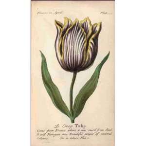 Reprint Le Creep Tulip 1747 