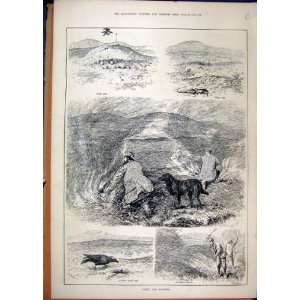   Hunting Hawk Trap Weazel 1886 Hooded Crow Heather Fire