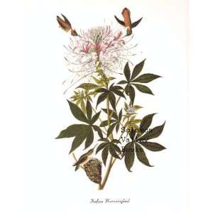  Rufous Hummingbird (8 1/2 by 11 1/2 Color Print 