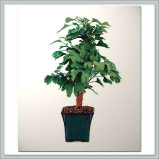 Ginkgo Maidenhair Bonsai Tree   Nursery Direct  
