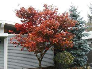 maple, RED JAPANESE MAPLE, or bonsai, 15 SEEDS GroCo  