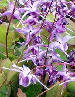 Lilafee Bishop Cap Perennial Plant   Epimedium   Shade  
