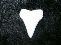 PERFECT PEARLY OCEANIC WHITE TIP SHARK TEETH TOOTH  