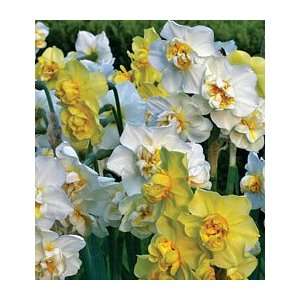  All in the Family Narcissus Collection 