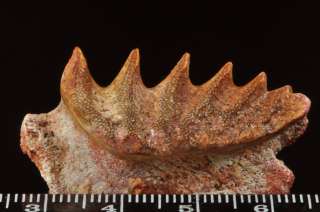 D672  RARE CENOMANIAN LUNGFISH TOOTH   Ceratodus sp.  