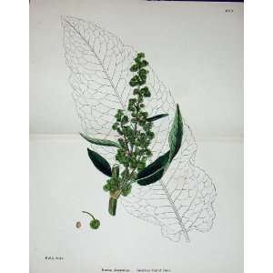   1902 Grainless Curled Dock Colour Botany Nature Plant