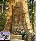 Größter Baum der Welt Berg Mammutbau​m, eine Wucht 