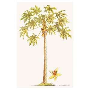  Hawaii Poster Papaya Tree 9 inch by 12 inch