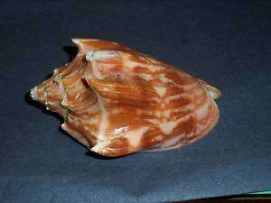 Seashell   Cymbiola vespertilio matiyensis Doute 1995  