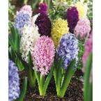    Mixed Hyacinth Bulbs  20 Pack  