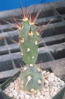 Maihueniopsis darwinii Rare South American Cactus  
