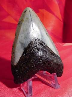 New Custom Megalodon Shark Tooth Display Stand (1.5 4)  