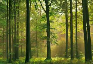 Fototapete Autumn Forest, Herbst Wald, 8 teilig, 366 x 254 cm 