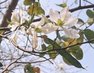 WEIßER ORCHIDEENBAUM   BAUHINIA ALBA   5 SAMEN  