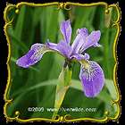 Wild Blue Iris   Jumbo Wildflower Seed Packet (100)