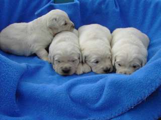 Golden Retriever Welpen in Bayern   Werneck  Hunde & Zubehör   