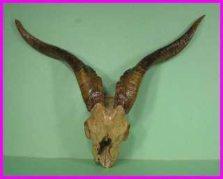   20 LongHorn GOAT Bone Real Skull w/ Horns and Teeth Western Style