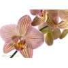 Fiona Amann fiona_amann Tags / orchideenbild Produkte