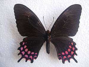 Papilio erostratus vasquezae Top Rarity A1  female  