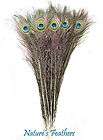   real natural peacock feathers 30 $ 39 99  see suggestions