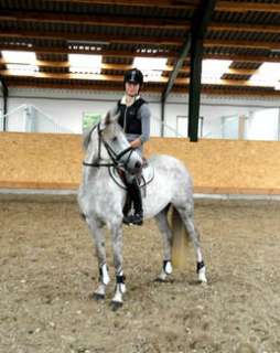 Sportpony / Deutsches Reitpony in Schleswig Holstein   Lübeck 