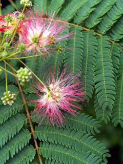 10 SEMI MIMOSA (Albizia julibrissin) BONSAI SEMI  