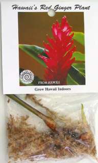 HAWAIIAN AWAPUHI `ULA`ULA RED GINGER PLANT ROOT  