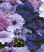 Annual ALADDIN NAUTICAL MIX Petunia Seeds  Blue Shades  