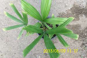 Licuala spinosa Live Spiny Licuala Mangrove Palm Tree 1 Gallon  