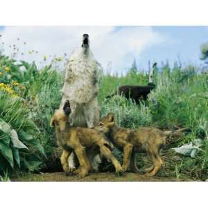  A Gray Wolf Teaches Her Young Pups to Howl Stretched 