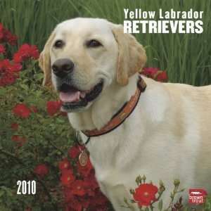  Yellow Labrador Retrievers 2010 Wall Calendar Office 