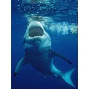  Great White Shark, Carcharodon Carcharias, Mexico, Pacific 
